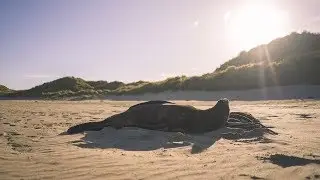 Dunedin | A Winter More Intriguing | Sera J. Wright - Photography Byron Bay