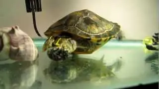 Verne playing with his shell