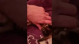 домашняя фретка🦡🦡🦡
