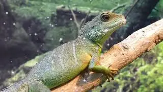 🌍 “Wild Wonders with Semsimple TV”#nature #naturelovers #naturebeauty #naturelover