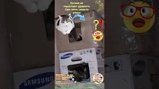 Котики не перестают удивлять. Cats never cease to amaze.