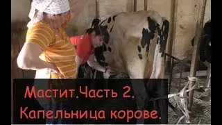 MASTITIS in a cow, part 2/Installing a drip into a cow's milk vein/