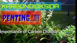 Rahasia dibalik Keindahan Aquascape