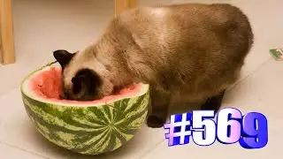 Котики милота (часть 1)😍😘🐱💯