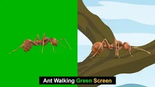 Ant Walking Green Screen | Green Screen Ant | Green BackGround Screen