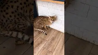 Саванна Олаф не хочет худеть 😺
