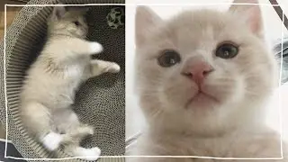 Baby cat's growth diary.