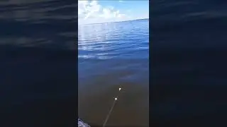 Красота природы на рыбалке при ловли щуки в августе