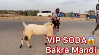 boht he munasib paiso mein liye bakery || northern by pass bakra mandi #bakra Eid 2024