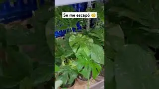 La vió de lejos y dijo, me borró inmediatamente 🙄 #plantlovers #plantas #plantasdecasa #jardin