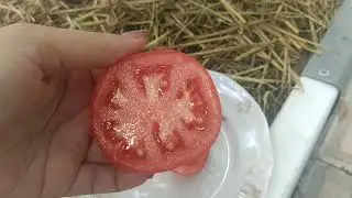 обзор, какой получился ,, мамонтенок,,🍅 от,, семена Алтая,,. 🍅