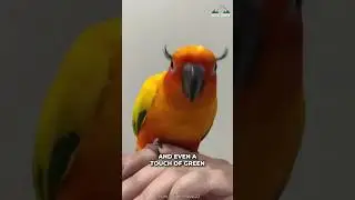 Sun Conure | Why They So Popular?