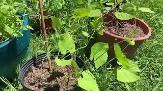 How to Grow a Bean Teepee - All Things Green!