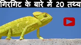 Unbelievable Chameleon 20 Fact You Have To Know - Facts About Chameleons