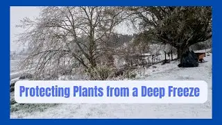 Saving Plants From The Deep Freeze!
