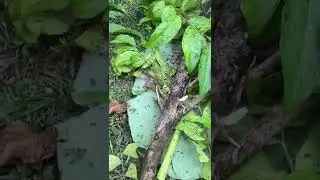 ANT🐜🐜🐜🐜