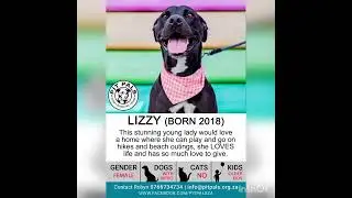 Pit Pals dogs for adoption