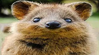 Quokkas - die besten Tiere der Welt [Doku]