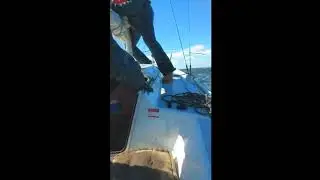 antwerp to Zeeland kelt 620
