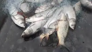 Рыбалка на поплавок 2021.12.29 |Float fishing_strong fish_मजबूत मछली 2021 钓鱼，别忘了订阅(4)