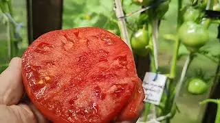 урожайный сорт 🍅🍅🍅 розовое сердце танти иванка очень вкусный