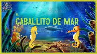 🟢 TODO SOBRE EL CABALLITO DE MAR