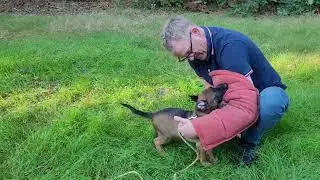KNPV puppy, 9 weeks, bite training. Name TeleTac. Owner Tino Kleine Schaars