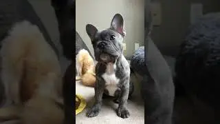 Baby Frenchie Puppy- French Bulldog Being Cute!