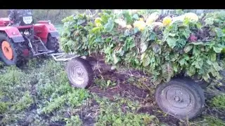 Шифенг 350l Перевозка буряків