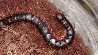 Кормление сколопендры! Жук зофобас - стадии развития жука зофобаса Zophobas morio