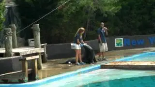 Sea Lion show at NY Aquarium - Part 1