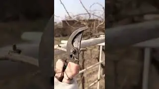 Жүзім қырқу