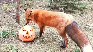 Pumpkin Birthday Party for Foxie Fox