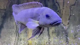 Lepidiolamprologus cunningtoni F1 free swimming fry day 7+8 - PISCES