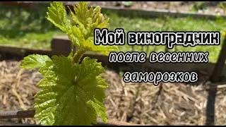 Виноградник в открытом грунте после майских заморозков. Мой способ защиты от возвратных заморозков.
