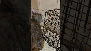 КАК БЫСТРО И КАЧЕСТВЕННО ПОМЫТЬ РЕШЁТКУ ПОСЛЕ РЫБКИ НА МАНГАЛЕ #котики #cat #приколы