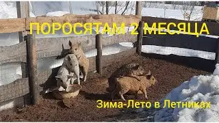 САМОСТОЯТЕЛЬНАЯ ЖИЗНЬ ПОРОСЯТ. ВСЕМ СВИНОМАТКАМ ОТДЕЛЬНОЕ ЖИЛЬЕ.