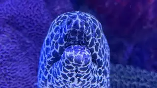 VET Edutainment is live! Sealife Bangkok