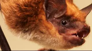 Misunderstood animals, from vampire bats to vultures