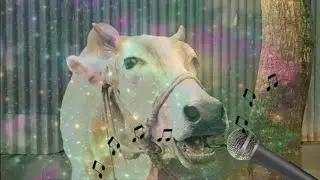 Fanny cow dance 45. cow song & cow video 2024. dancing cow