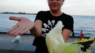 Крашеные голуби в Ялте