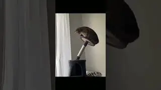никто абсолютно никто мой кот
