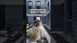 Жилые комплексы Петербурга и котики🐈