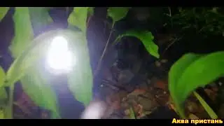 Растения растут по-разному