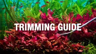 HOW TO TRIM AQUARIUM PLANTS | Beginner’s Guide to Aquascaping Maintenance
