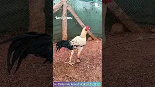 colour identification part -11 #nanifarms #education #kollapempakam #kukkutasastram #aseelmurga