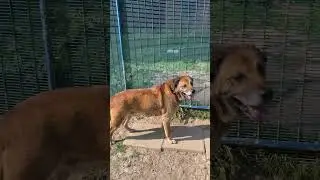 Moving Portrait of BuskyBear