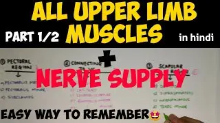 All Upper Limb Muscles (1/2) | Upper Limb Muscles | Anatomy