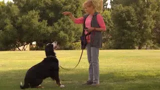 Best Dog Training Collar