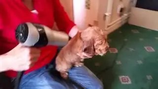 After bath time blow dry